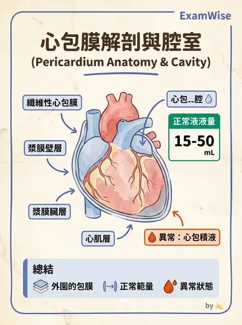 放射 - 心臟 - AI 圖文解析預覽