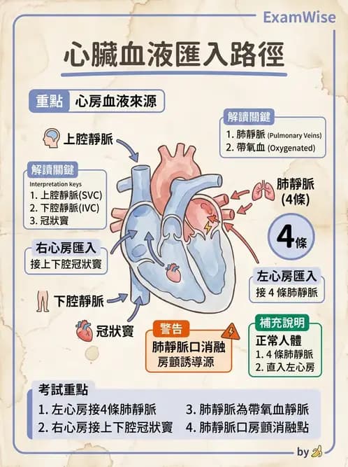 放射 - 心臟 - AI 圖文解析預覽
