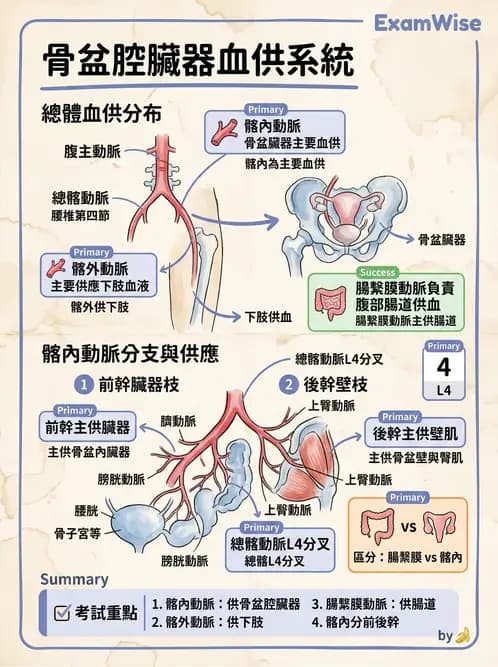 放射 - 血管 - AI 圖文解析預覽