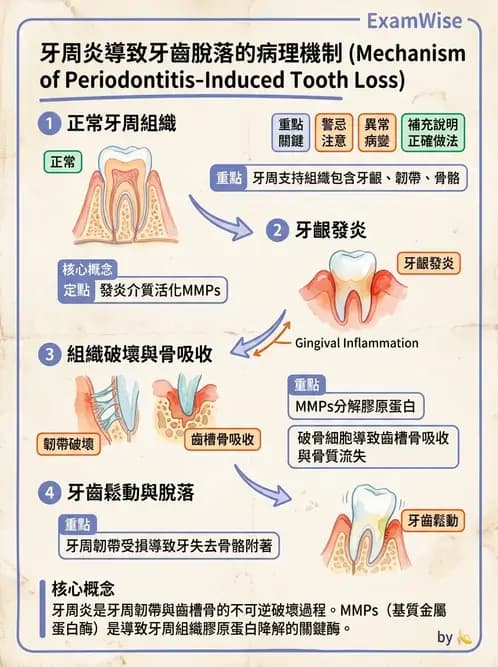 放射 - 消化系統 - AI 圖文解析預覽