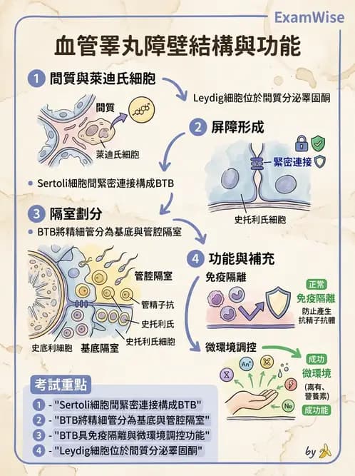 放射 - 生殖系統 - AI 圖文解析預覽