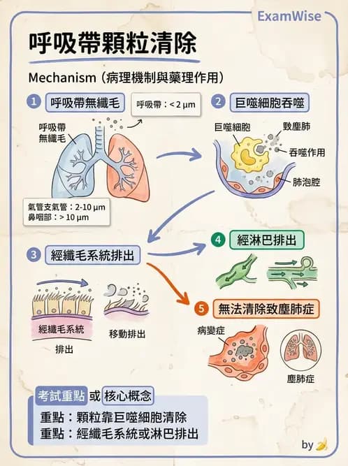 放射 - 呼吸系統 - AI 圖文解析預覽