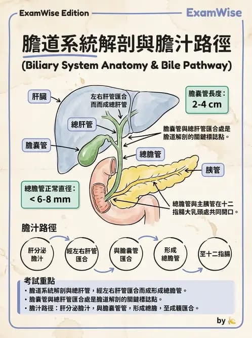 放射 - 消化系統 - AI 圖文解析預覽
