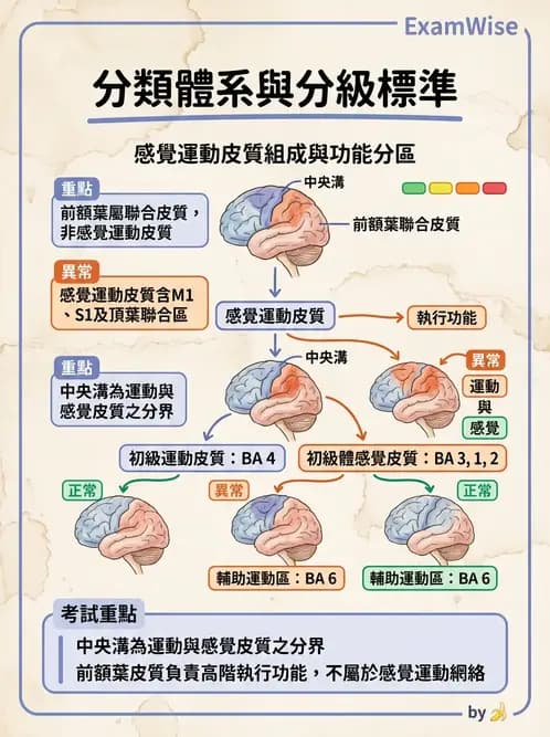 放射 - 神經生理 - AI 圖文解析預覽