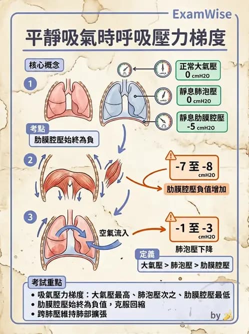 放射 - 呼吸生理 - AI 圖文解析預覽