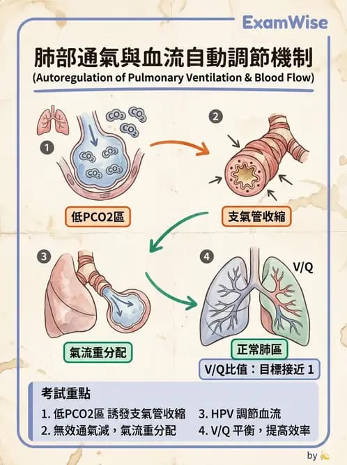 放射 - 呼吸生理 - AI 圖文解析預覽