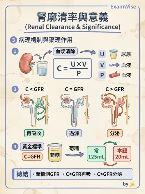 放射 - 腎臟生理 - AI 圖文解析預覽