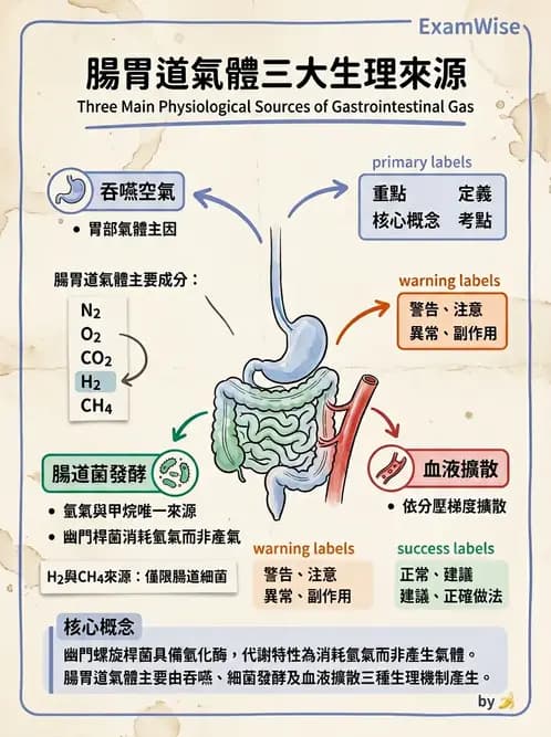 放射 - 胃腸生理 - AI 圖文解析預覽
