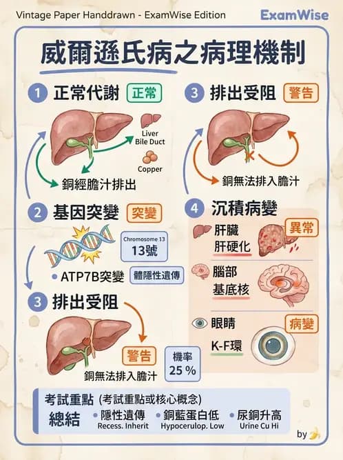 放射 - 肝臟、膽道及胰臟疾病 - AI 圖文解析預覽