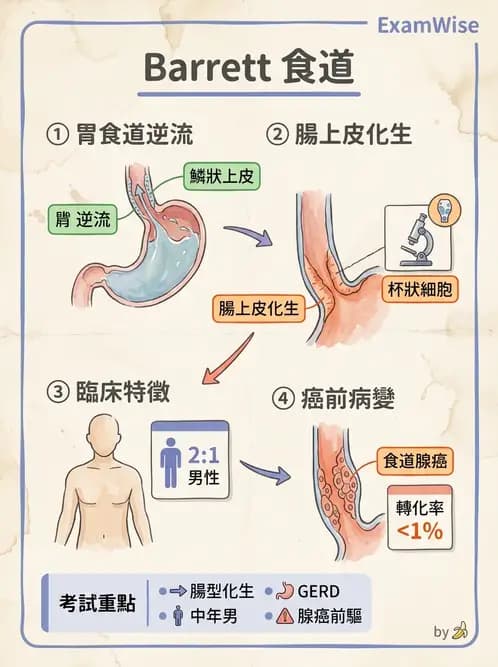 放射 - 口腔及腸胃道疾病 - AI 圖文解析預覽