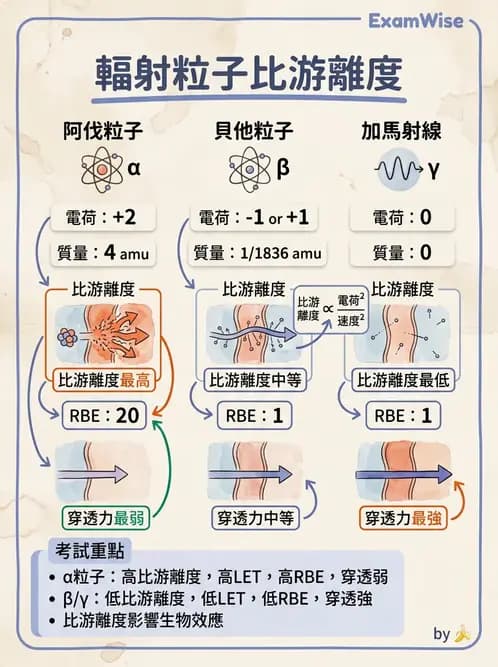 放射 - 輻射物理生物基礎 - AI 圖文解析預覽