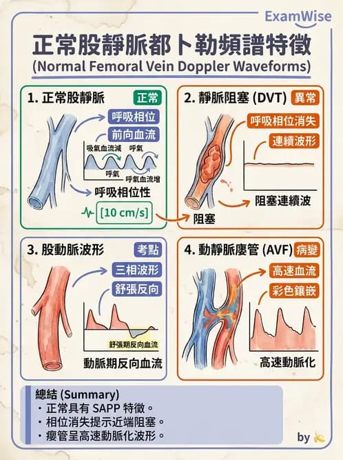 放射 - 腎臟血管與其他超音波 - AI 圖文解析預覽