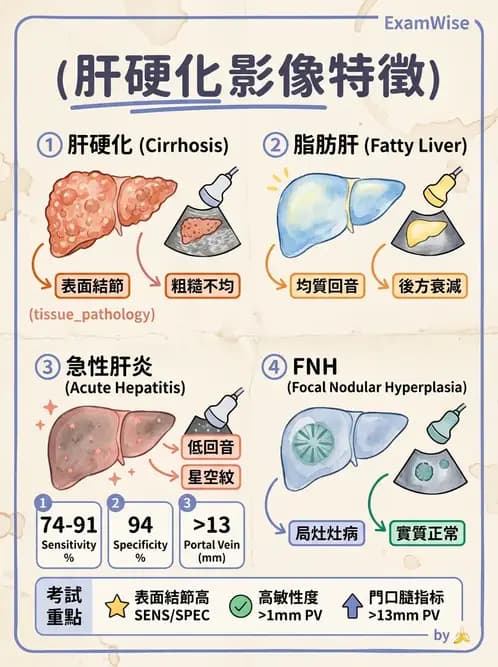 放射 - 肝臟超音波 - AI 圖文解析預覽