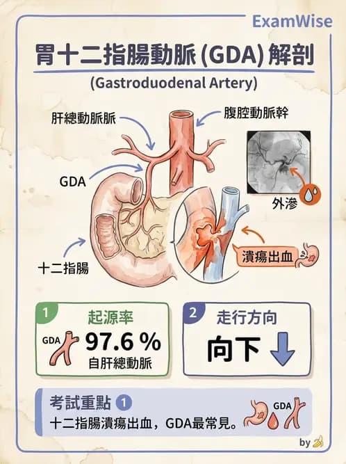 放射 - 血管攝影原理與解剖 - AI 圖文解析預覽