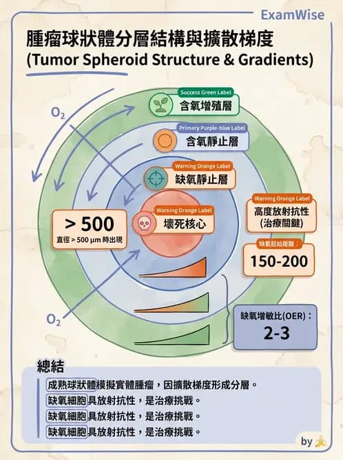 放射 - 細胞與腫瘤動力學 - AI 圖文解析預覽
