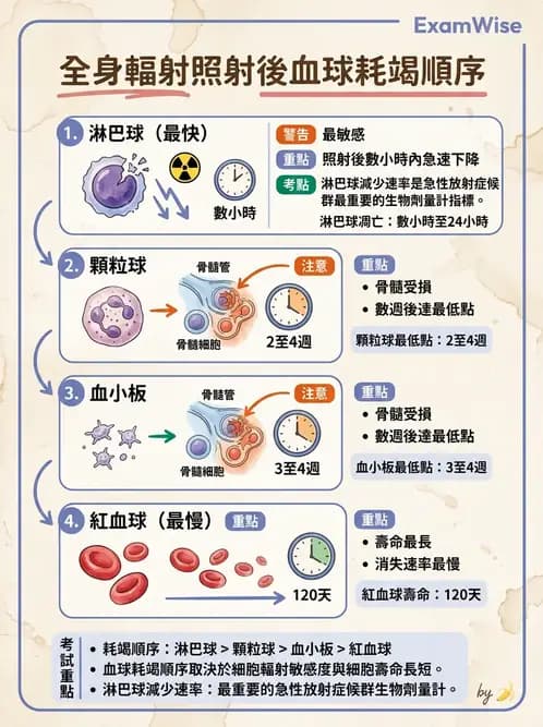 放射 - 組織與腫瘤輻射效應 - AI 圖文解析預覽