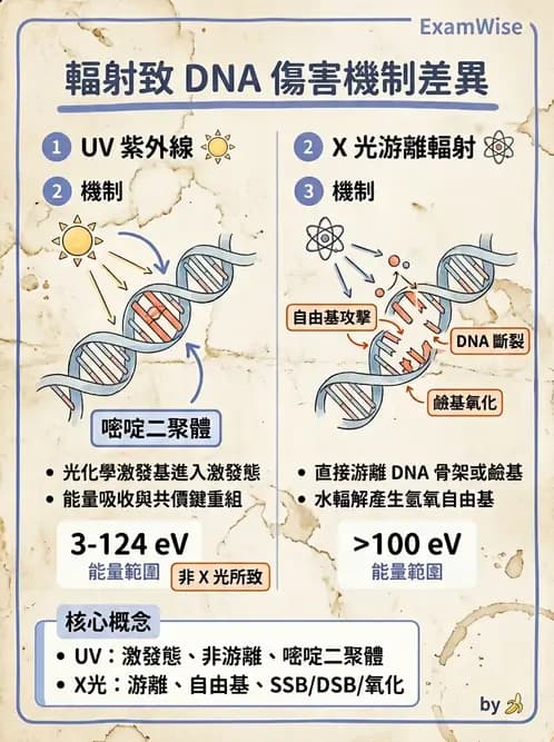 放射 - DNA傷害與修復 - AI 圖文解析預覽
