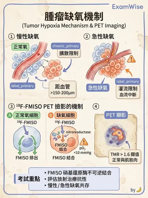 放射 - LET、RBE、OER與復氧效應 - AI 圖文解析預覽