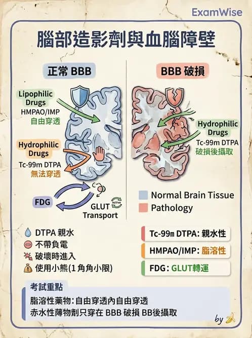放射 - 腦部造影SPECT藥物 - AI 圖文解析預覽