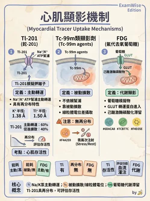 放射 - 心肌造影SPECT藥物 - AI 圖文解析預覽