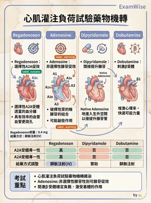 放射 - 心臟灌注造影 - AI 圖文解析預覽
