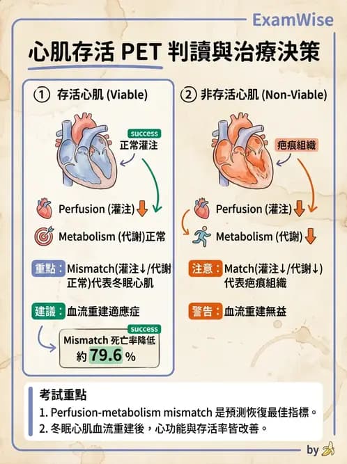 放射 - FDG PET造影 - AI 圖文解析預覽