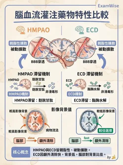 放射 - 腦部造影 - AI 圖文解析預覽