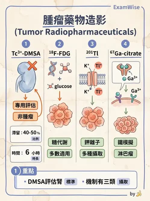 放射 - 標靶受體腫瘤造影 - AI 圖文解析預覽