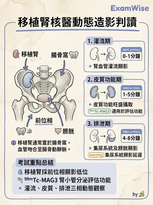 放射 - 腎臟造影 - AI 圖文解析預覽