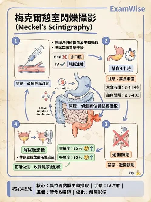 放射 - 消化道造影 - AI 圖文解析預覽