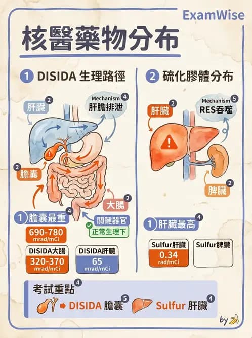 放射 - 體內吸收劑量 - AI 圖文解析預覽