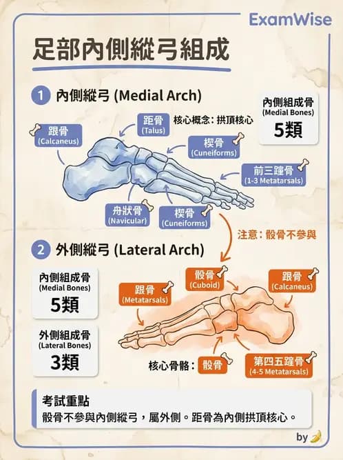 物治 - 骨骼與關節解剖 - AI 圖文解析預覽