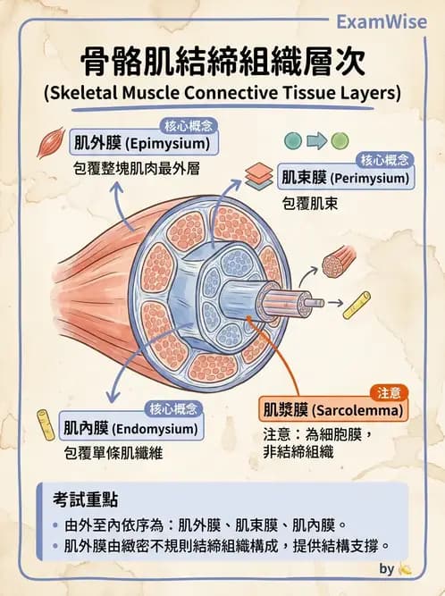 物治 - 軀幹與下肢肌肉解剖 - AI 圖文解析預覽