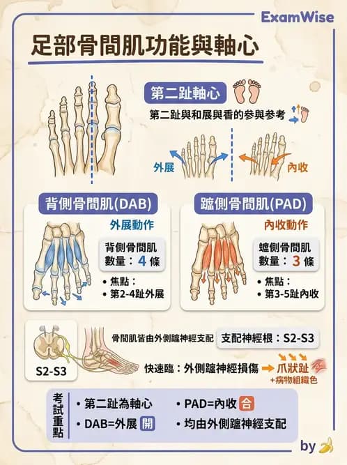 物治 - 軀幹與下肢肌肉解剖 - AI 圖文解析預覽