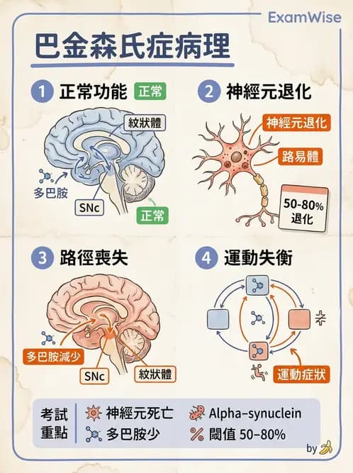 物治 - 中樞神經系統解剖 - AI 圖文解析預覽