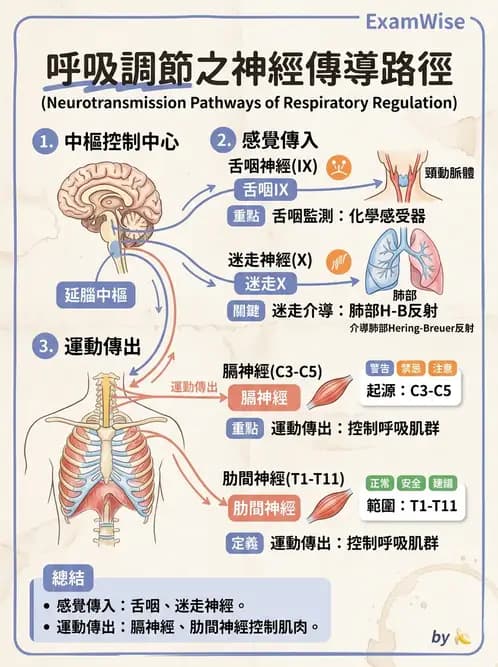 物治 - 呼吸生理 - AI 圖文解析預覽