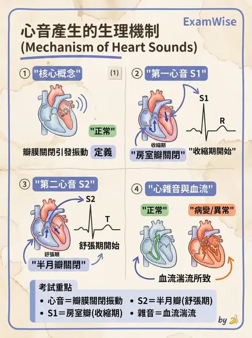 物治 - 心臟血管生理 - AI 圖文解析預覽