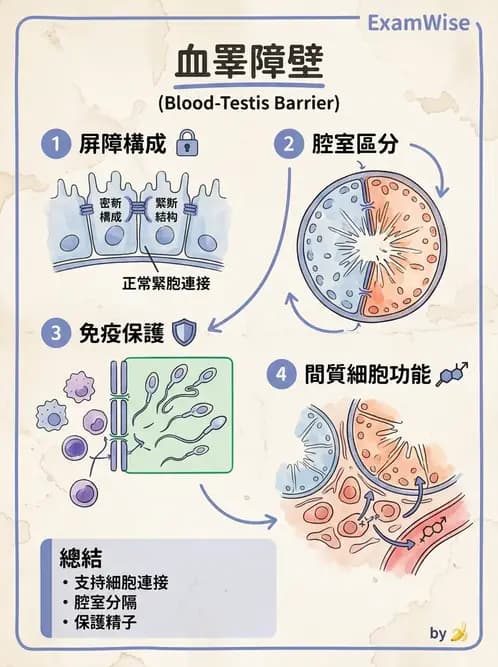 物治 - 消化泌尿生殖系統解剖 - AI 圖文解析預覽