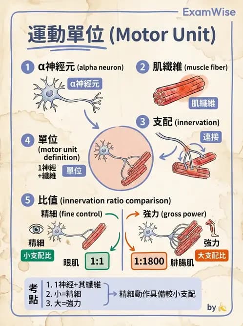 物治 - 神經系統生理 - AI 圖文解析預覽