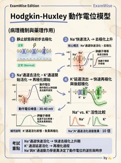 物治 - 神經系統生理 - AI 圖文解析預覽