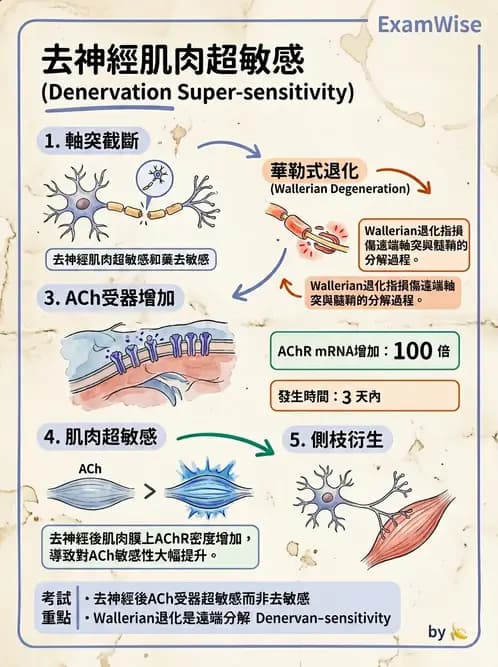 物治 - 神經系統生理 - AI 圖文解析預覽