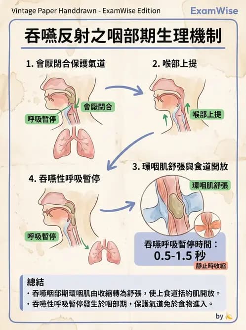 物治 - 神經系統生理 - AI 圖文解析預覽