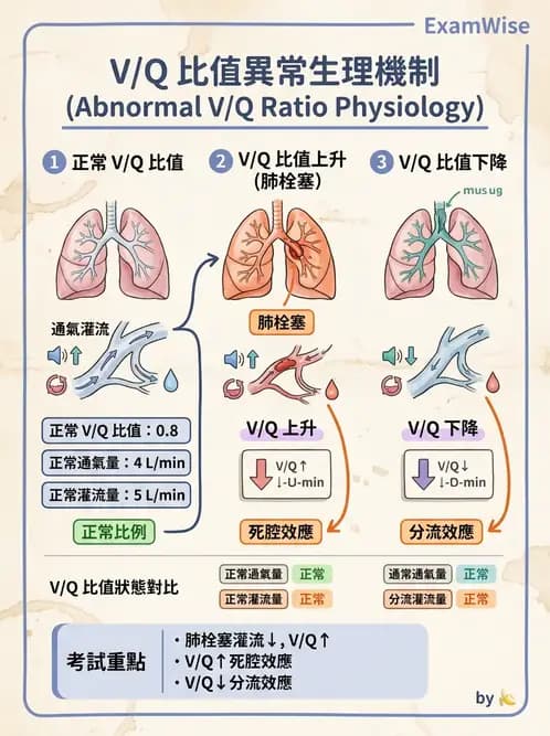 物治 - 呼吸生理 - AI 圖文解析預覽