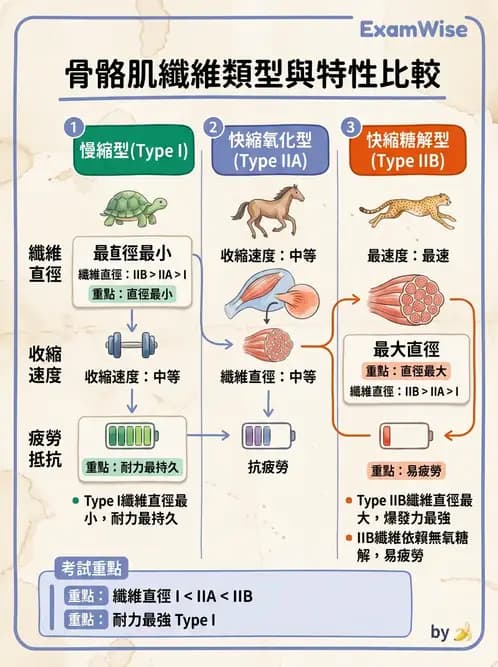 物治 - 神經系統生理 - AI 圖文解析預覽