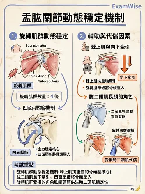 物治 - 肩關節複合體生物力學 - AI 圖文解析預覽