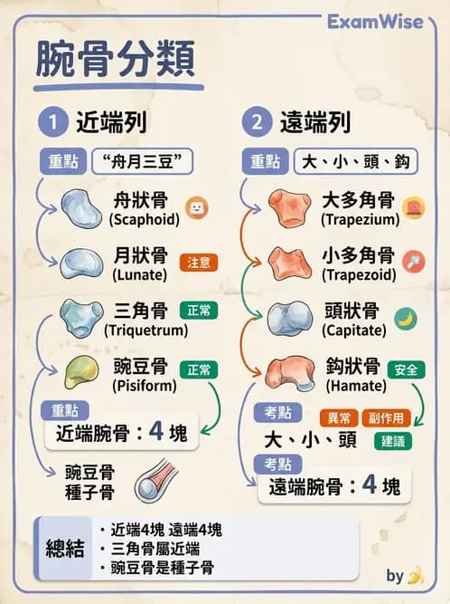 物治 - 骨骼與關節解剖 - AI 圖文解析預覽