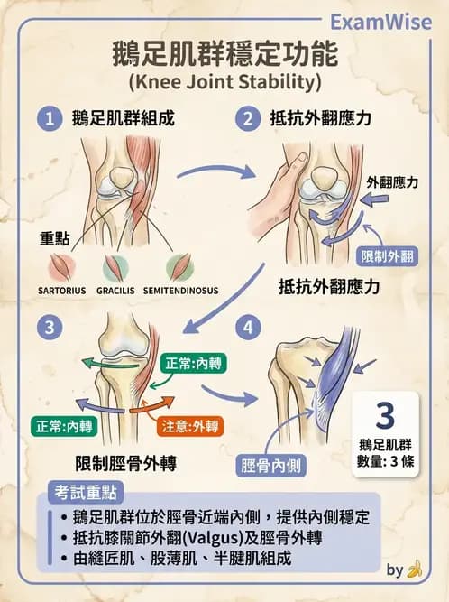 物治 - 膝關節肌動學與生物力學 - AI 圖文解析預覽