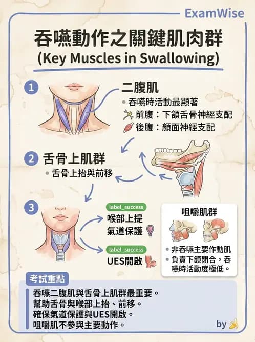 物治 - 顳顎關節肌動學與生物力學 - AI 圖文解析預覽