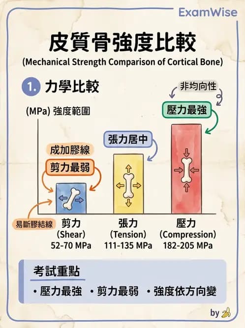 物治 - 組織生物力學 - AI 圖文解析預覽