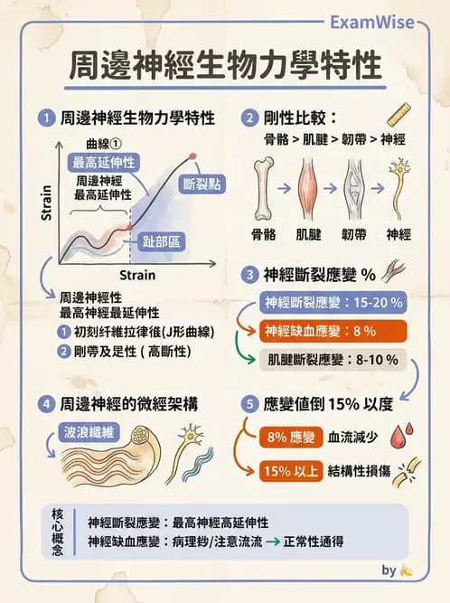 物治 - 組織生物力學 - AI 圖文解析預覽